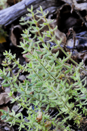 Galium californicum ssp. californicum
