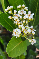 Heteromeles arbutifolia