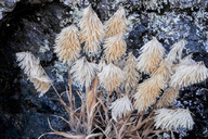 Lamarckia aurea