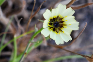 Tolpis barbata