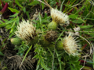 Cirsium quercetorum