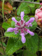Stachys chamissonis