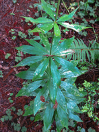 Lilium columbianum