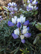 Lupinus variicolor
