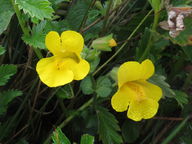 Mimulus guttatus