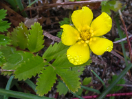 Potentilla anserina