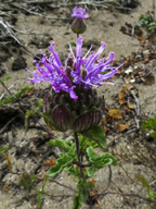 Monardella sinuata ssp. nigrescens
