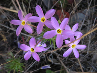 Leptosiphon androsaceus