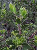 Arctostaphylos pungens