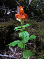 Erythranthe cardinalis