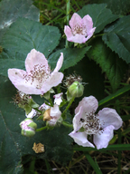 Rubus armeniacus