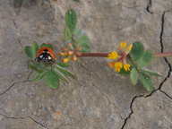 Acmispon micranthus