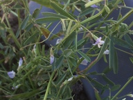 Vicia hassei