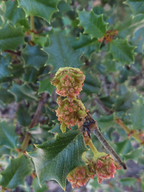 Ceanothus purpureus