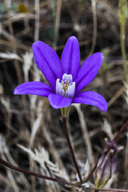 Brodiaea stellaris