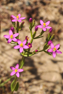 Centaurium floribundum