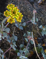 Eriogonum umbellatum var. polyanthum