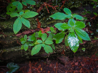 Menziesia ferruginea