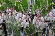 Arctostaphylos pungens