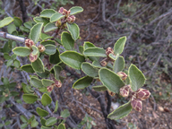 Ceanothus pauciflorus