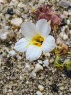 Linanthus aureus ssp. decorus