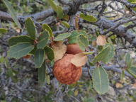 Quercus turbinella