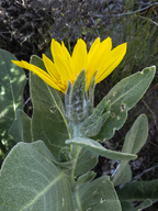 Wyethia mollis