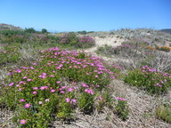 Senecio elegans