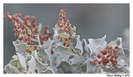Atriplex hymenelytra