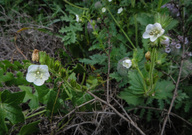 Phacelia viscida var. albiflora