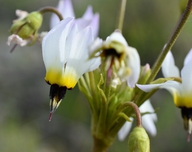 Primula clevelandii var. insularis
