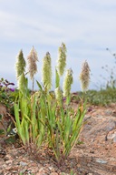 Lamarckia aurea