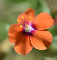 Lysimachia arvensis