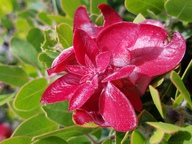 Arctostaphylos catalinae