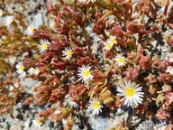 Mesembryanthemum nodiflorum