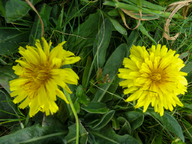 Agoseris apargioides var. eastwoodiae