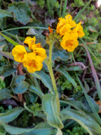 Amsinckia spectabilis var. spectabilis