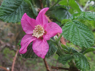 Rubus spectabilis