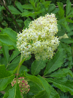 Sambucus racemosa