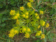 Sanicula arctopoides