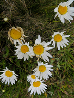 Leucanthemum vulgare