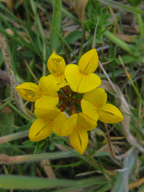 Lotus corniculatus