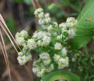 Galium angustifolium