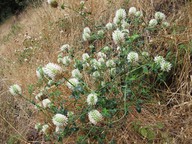 Trifolium vesiculosum