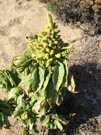 Amaranthus retroflexus