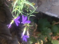 Lobelia dunnii