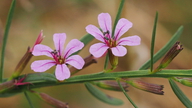 Lythrum californicum