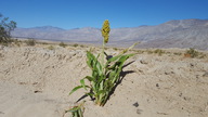Sorghum bicolor