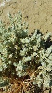 Atriplex vallicola