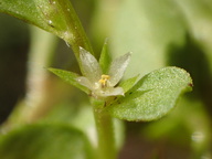 Anagallis minima